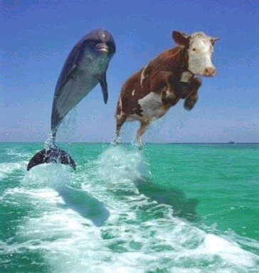 dolphincow.gif